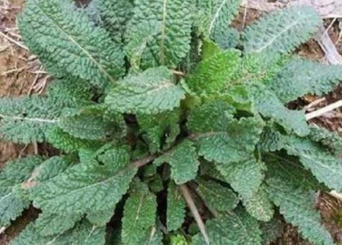  「杂草」农村常见的野草，过去被农民当杂草锄掉，如今却是清热