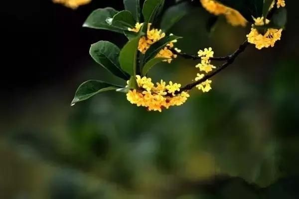  【花中】中国10大名花，哪个是你的最爱？