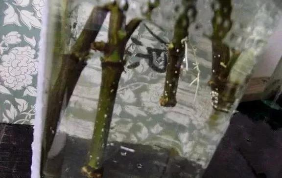 「扦插」3种花,现在扦插超好活,1周生根,轻松变养花大户
