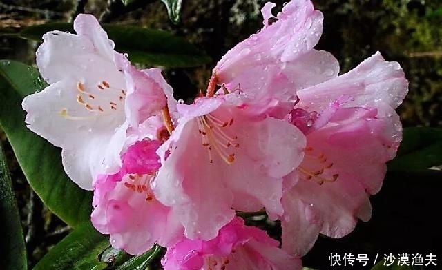  绚丽多彩■猴头杜鹃花～枝繁叶茂，绚丽多彩