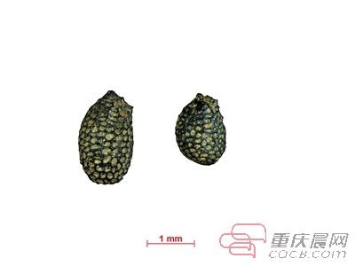 5000年前重庆人的生活场景 像不像让你羡慕的世外桃源