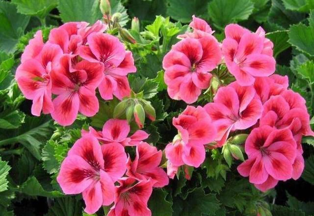 『驱蚊』3种“驱蚊草”,养一盆放窗台,夏季不怕蚊子咬
