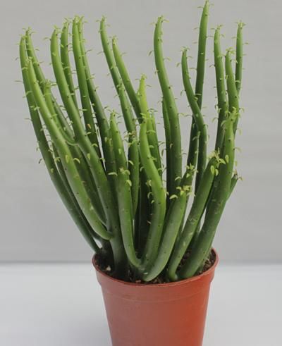  『植物』它没叶，全是枝干，注意生长环境，护理的当，你也可以养开花
