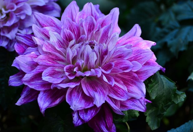 花朵@这些花朵放阳台养,花开爆满花期长,花色柔美,一次开爆成花海