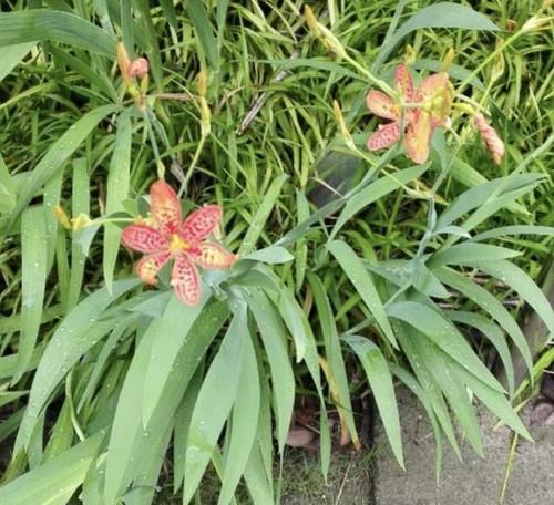 特别：“1种野草”特别，开出粉红色的花朵，被称为“乌蒲”，根茎珍贵