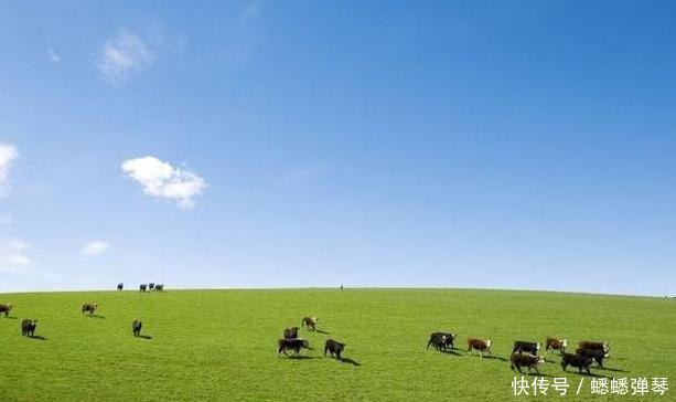 为什么广袤的大草原上长满青草,就是没有看到有几棵树呢?
