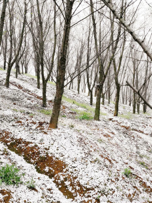 在贵州私藏的人间仙境里，做一场6000亩的樱花梦