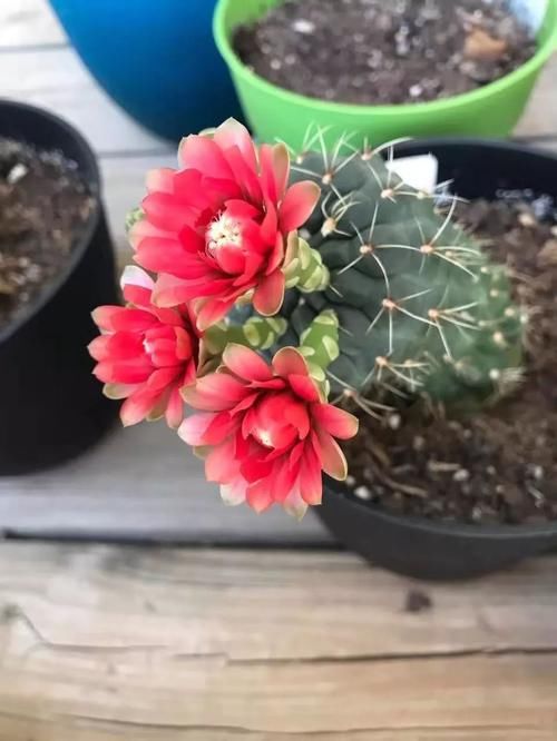 #家里#家里养的植物开不了花别怪卖家,有可能是你这几点没做好