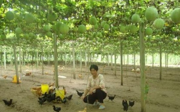  全身■我国的抗旱作物，适应性强，全身是宝，市场价格非常高