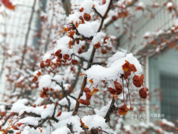 瑞雪兆丰年，淄博迎来了2019年首场降雪