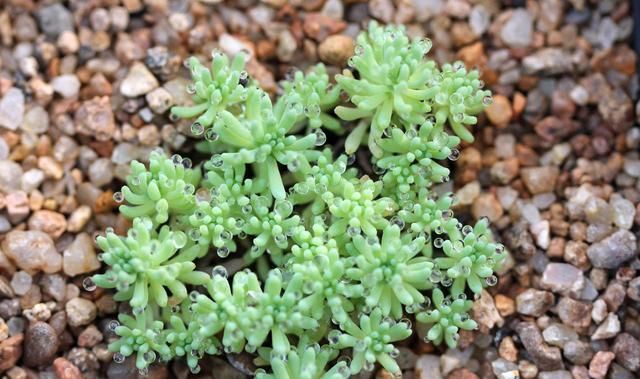  『水灵』“冻着”养，多肉更水灵！这7种多肉，按我的方法，各个美爆了！