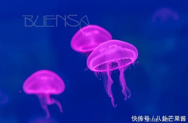 『乐园』在幽蓝的加勒比海边游神秘乐园(被疫情撞了腰的墨西哥行程05)