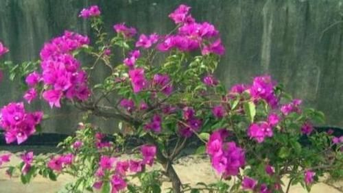  【随便】三角梅花期这么做，随便掐一掐，剪一剪，形体美，开花多