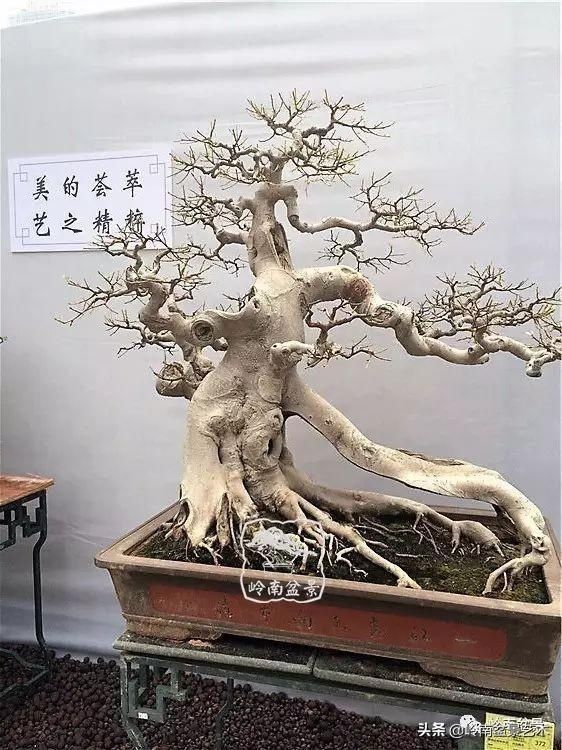  「作品」有年功的盆景，品相好，价值高！