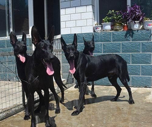 这犬种也优秀 国犬黑狼好过多少外国犬 雪花新闻