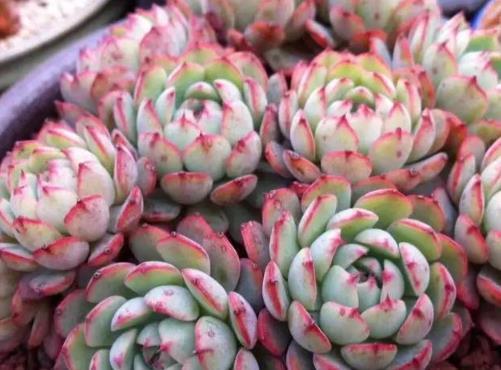 『顺利』想要养好多肉盆栽，学会避免这4个“误区”，顺利养成''胖娃娃''