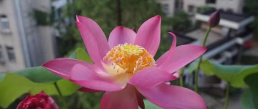  【凤仙花】家养4种旺运花，吉祥又喜庆，病虫害少，养护比较简单