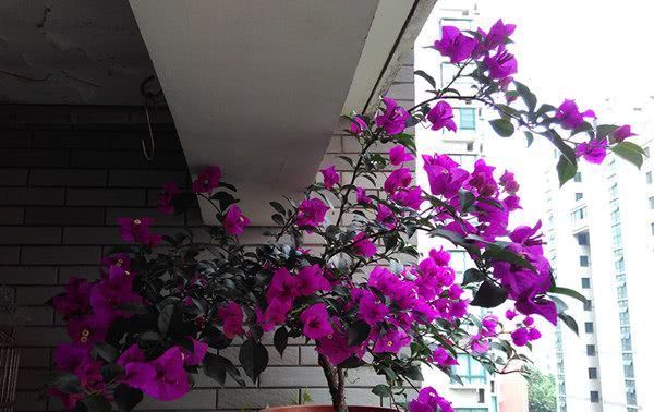  扔进：适合“懒人”养的花，扔进花盆就能活，漂亮又好养，四季花不断