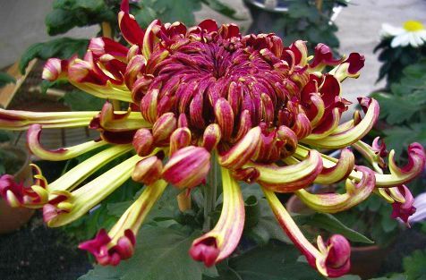  [海蟹]喜欢菊花，不如养盆“菊中珍品”墨蟹，花开如墨，似海蟹横行，美