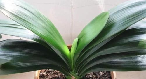  植株■养君子兰，做到“3点”，叶子顺利长到14片，植株健壮开花多