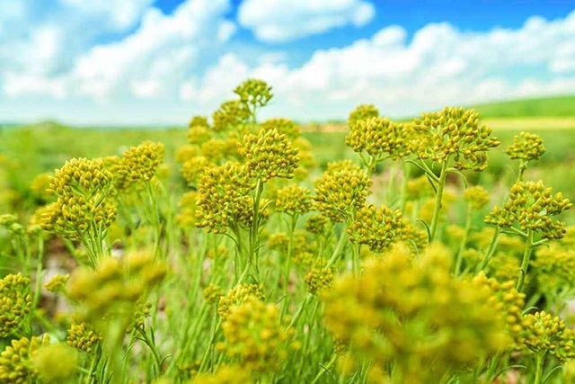  「鲜花」比种1亩粮食收入高3-5倍，看着鲜花就能赚钱，你们村可