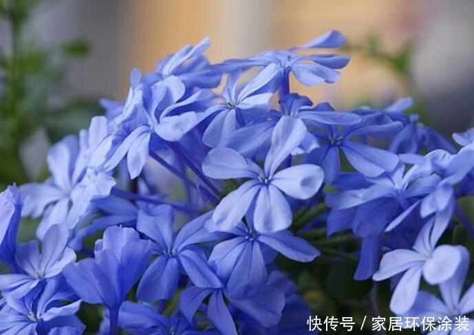 『夏季』夏季易爆盆的“4种花”,现在开始养,美翻你的阳台!