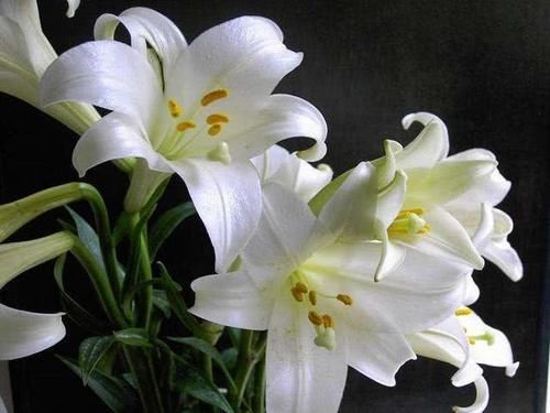  【炒菜】家里有这5种花，不仅能赏花，还能用来炒菜吃！