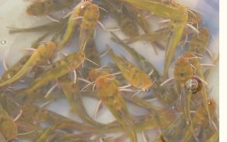  [稀罕]过去农村多到泛滥，如今却十分珍贵，卖到60元一斤