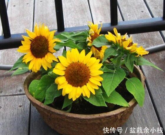 『金灿灿』向日葵盆栽,该怎么养护?做到“4点”,花朵硕大金灿灿