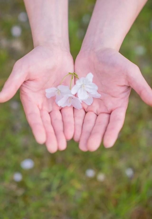 这7个火车高铁直达的赏樱圣地，将撑起整个中国的颜值！