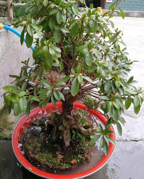 「养不活」杜鹃花养不活,开花少问题多,保证3个基本点,杜鹃花也能爆盆