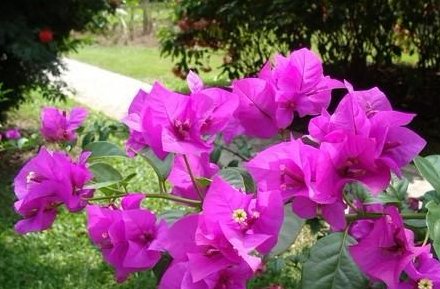 「养护」三角梅开花前怎么养护你知道吗?做好这几点,花开一茬接一茬