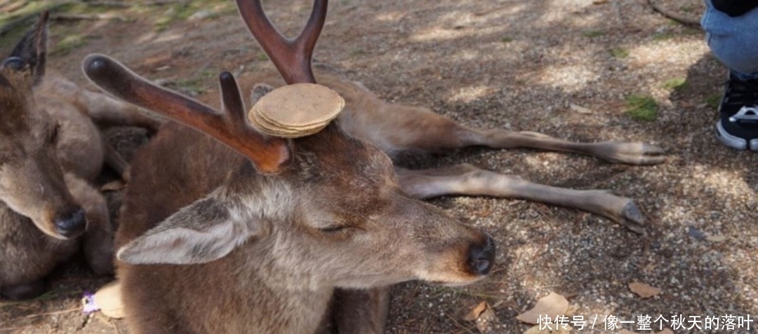 【鹿比人】鹿比人多因无人喂食, 奈良鹿涌入城区, 市民苦不堪言