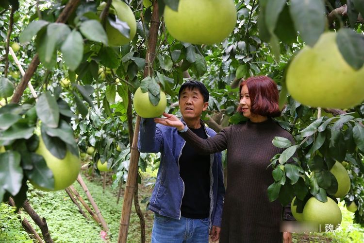  #水果#60后夫妻种果树23年，百亩果园一年纯收入达五六十万元