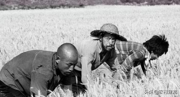 漫谈：农村田间地头消失的特殊职业“麦客”，成为历史舞台中记忆