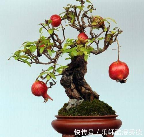  [做成]农村随处可见的“4种树”，做成老桩盆景，遒劲有力、古雅