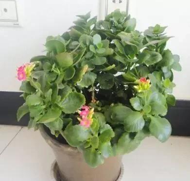 夏天高温|卧室养花别乱来,2种花,夜里“不争氧气”,对身体好,你家有?