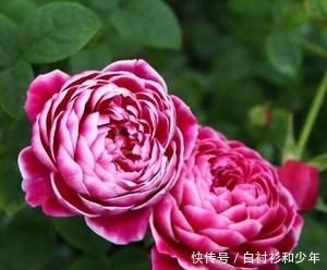  『心爱』喜欢在家中养护心爱的花花，就可以选花枝招展，花色绚丽的3种花