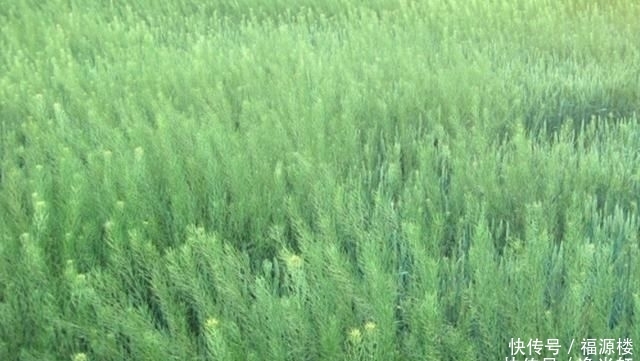  除掉■农村麦田的野草，农民看到就除掉，却不知它们浑身都是宝