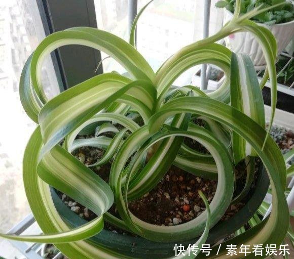  『真够』吊兰家族真够多，个个爆脾气，呼呼爆盆，披头散发颜值高