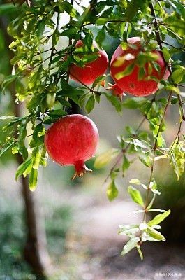  「家门口」家门口栽几棵树，镇宅又旺财，寓意还好，秋天还能结果子