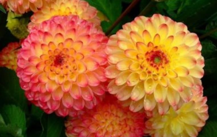  「郁郁葱葱」养殖富贵菊，掌握几个小窍门，富贵菊一年郁郁葱葱