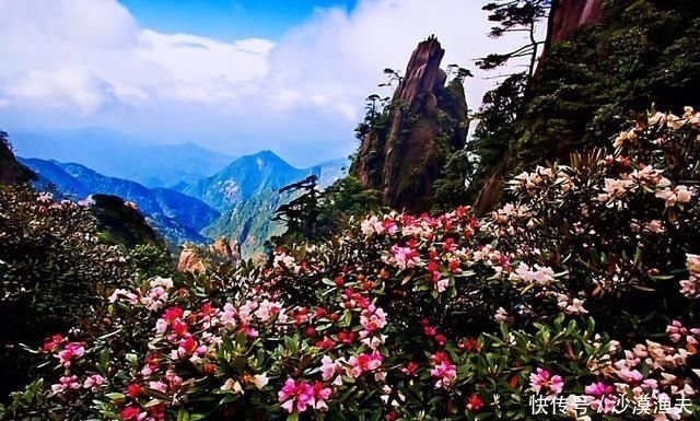  绚丽多彩■猴头杜鹃花～枝繁叶茂，绚丽多彩