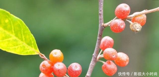 这种野果长得像樱桃，如今成为了稀罕货，20元1斤