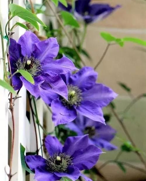  『回家』别人家的阳台好美，跟花艺师学了5种阳台种花的方法，回家搞起来