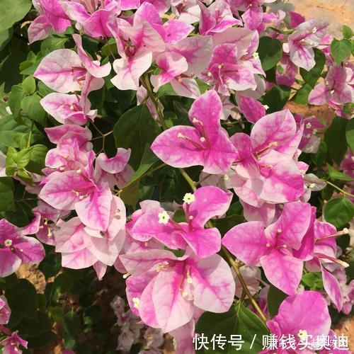  品种@养三角梅选它，花多的不见叶，一年四季花开不停！