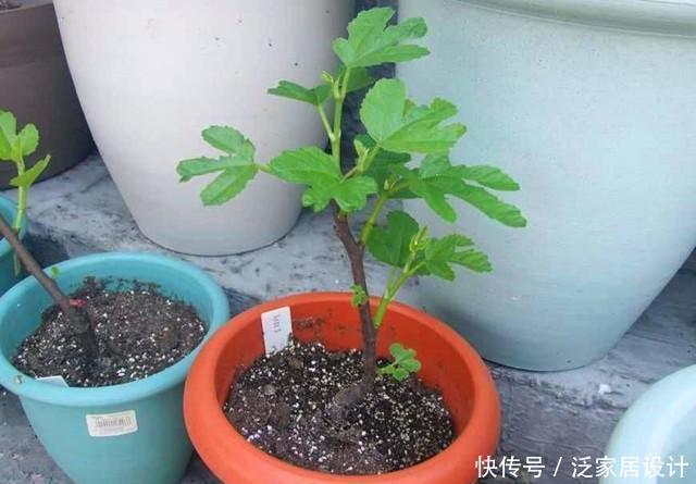 果实|一节枝条,轻松种一盆无花果盆栽,果实多的吃不完!