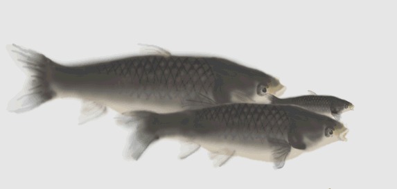 正月菜花鱸 二月刀魚 三月鱖魚 四月鰣魚 五月白魚 六月鯿魚 七月鰻魚 八月䰾魚 九月富春江江鮮開大會 雪花新闻 正月菜花鱸 二月刀魚 三月鱖魚 四月鰣魚 五月白魚 六月鯿魚 七月鰻魚 八月䰾魚 九月富春江江鮮開大會 雪花新闻