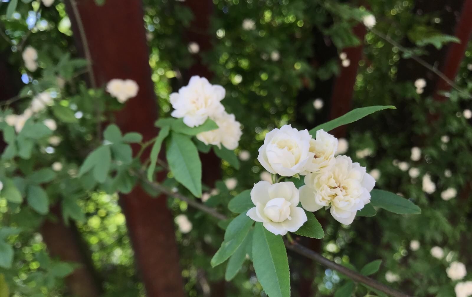  桂花香■1种花零下冻不死,沾土就活,比桂花香10倍,3个月变花海!