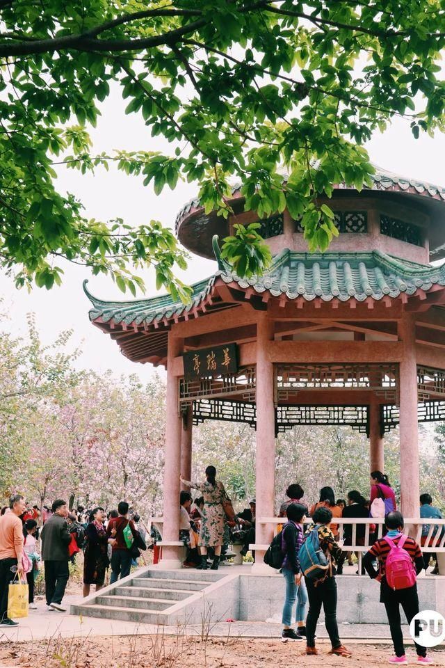 靓！佛山周边1500株樱花已盛开，最美的春天在这里~